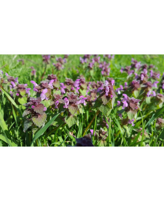 Ortiga muerta morada