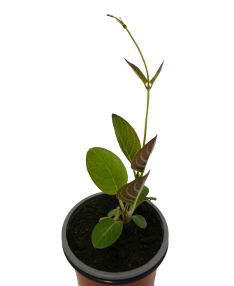 Planta del queso