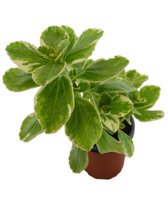 Planta anti gatos y perros blanca