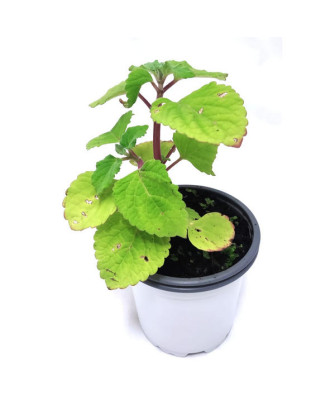 Planta anti polillas y insectos