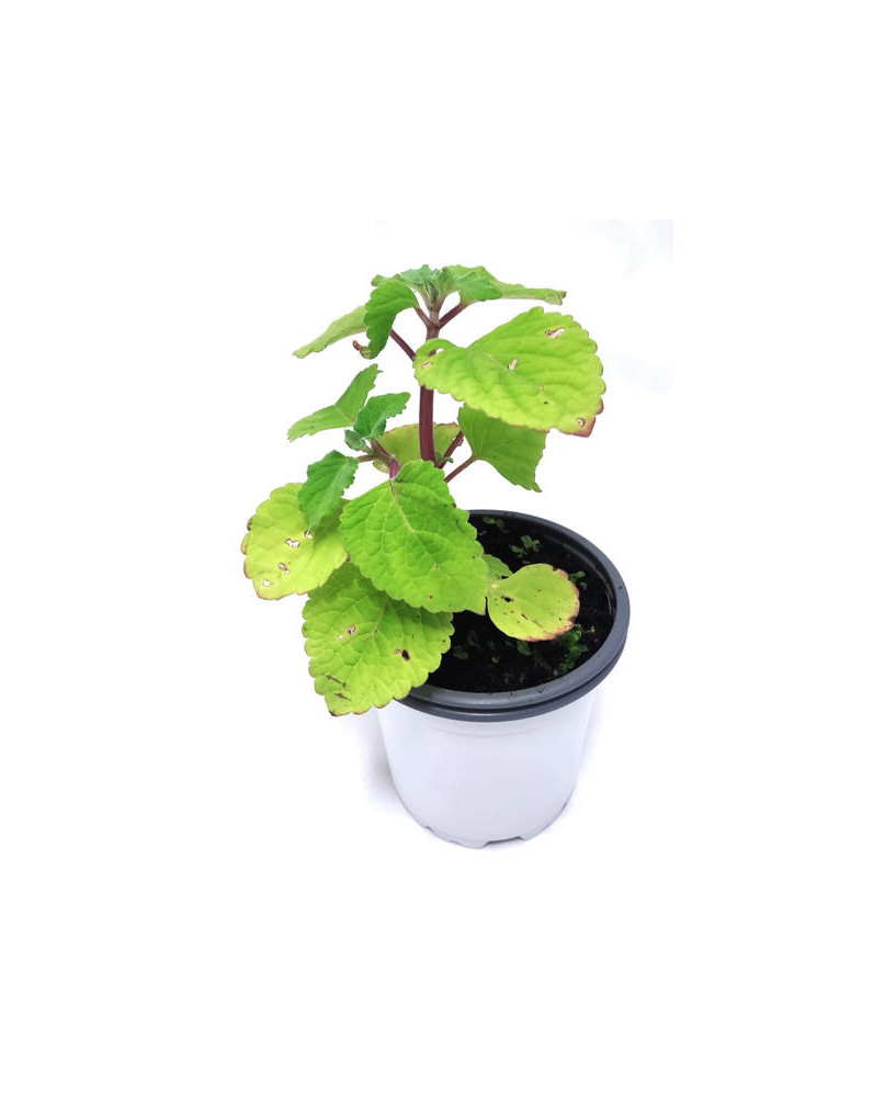 Planta anti polillas y insectos