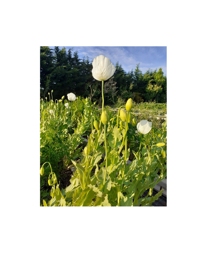 Opio flor blanca