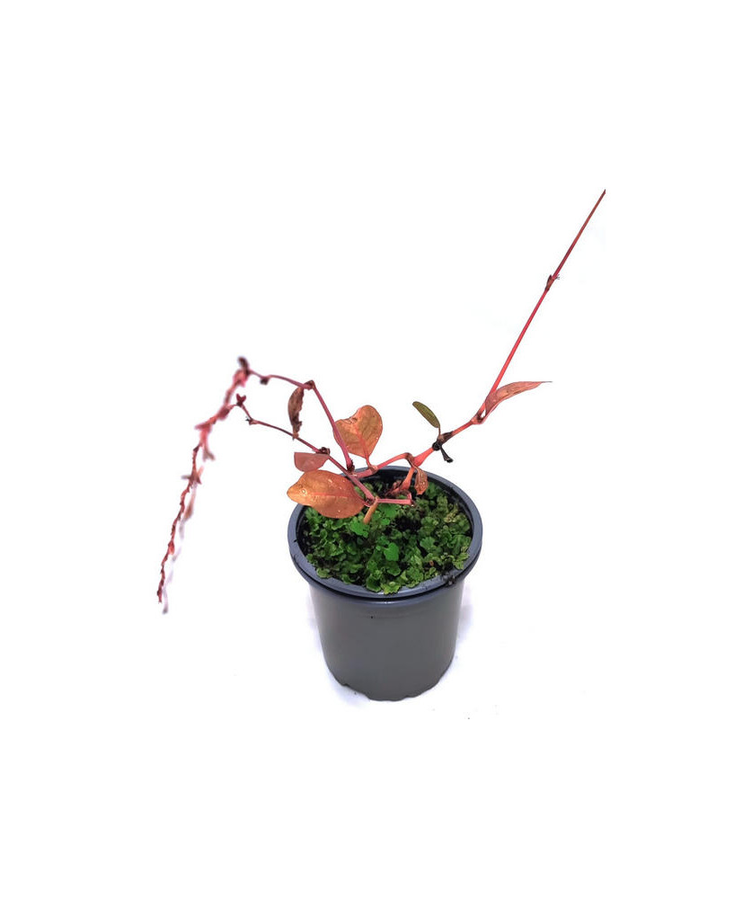 Polygonum persicaria