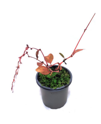 Polygonum persicaria