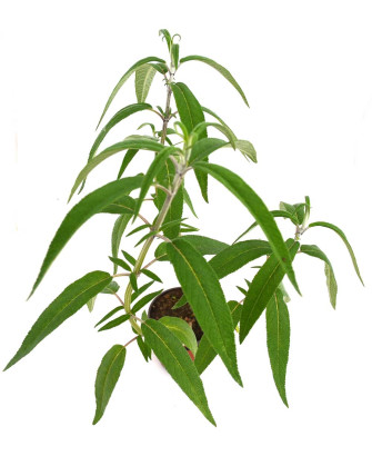 Salvia (Rabo de Gato)