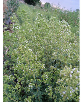 Orégano Griego aromático