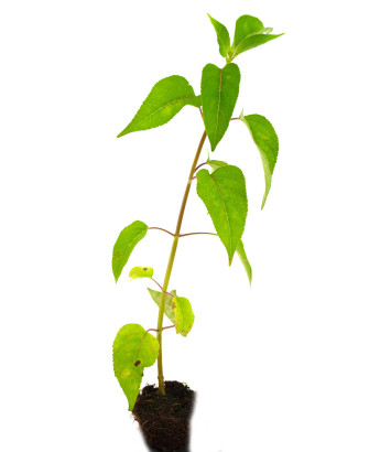 Salvia (Sabor Guayaba)