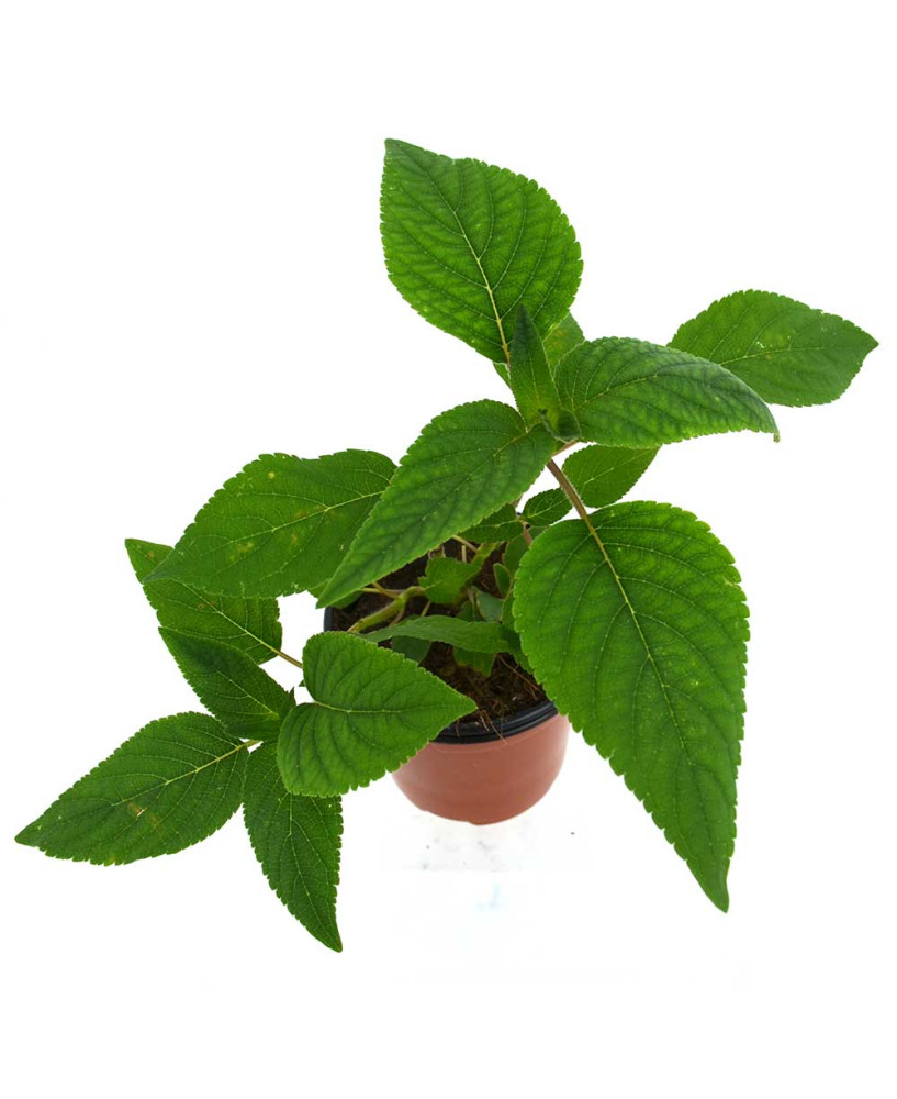 Salvia (Sabor piña)