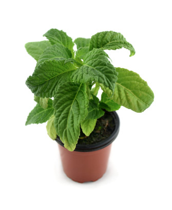 Salvia divinorum