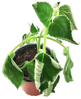 Salvia aroma afrutado