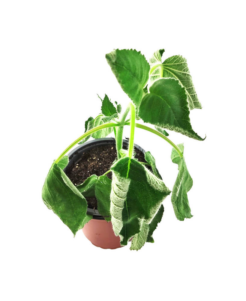 Salvia aroma afrutado