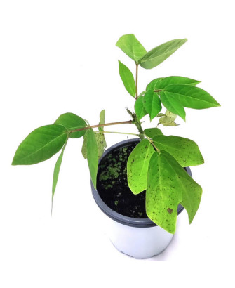 Senna occidentalis