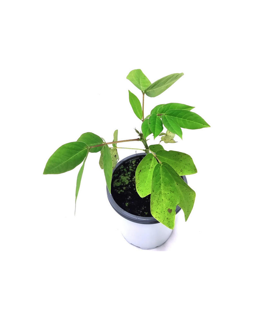 Senna occidentalis