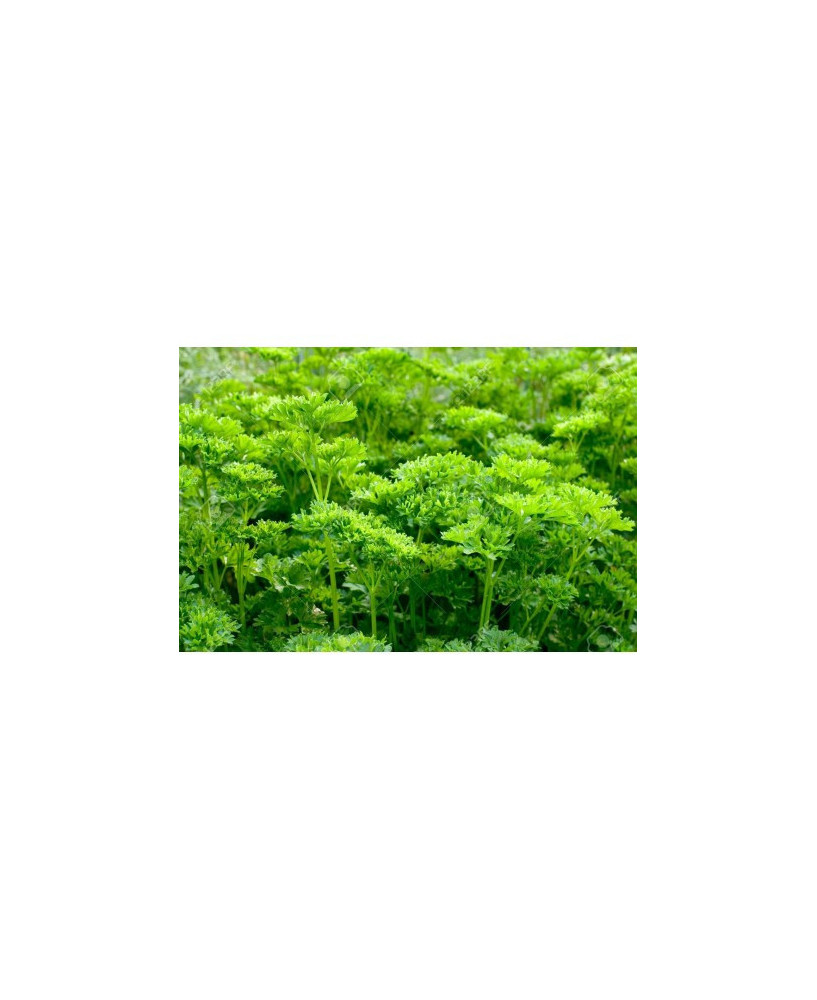 Perejil hoja rizada
