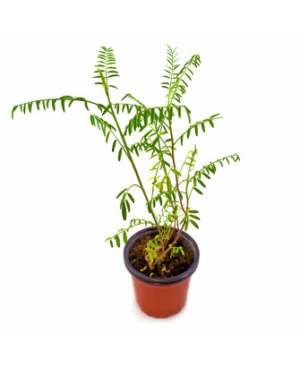 Sutherlandia