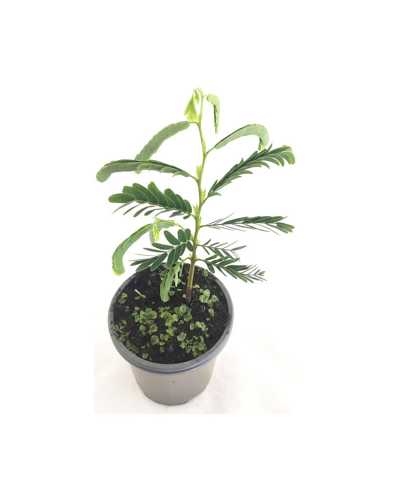 Tamarindus indica