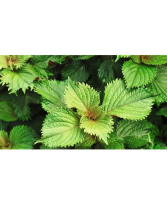 Perilla o Sisho verde