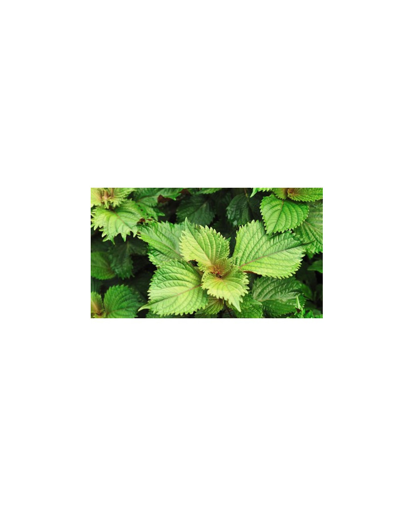 Perilla o Sisho verde