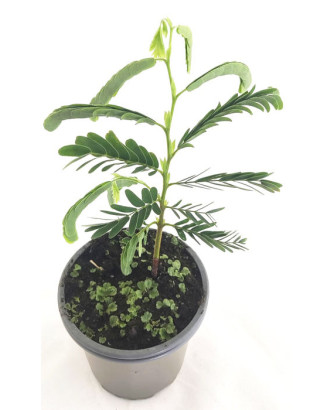 Tamarindus indica
