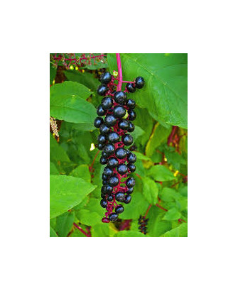 Phytolacca americana