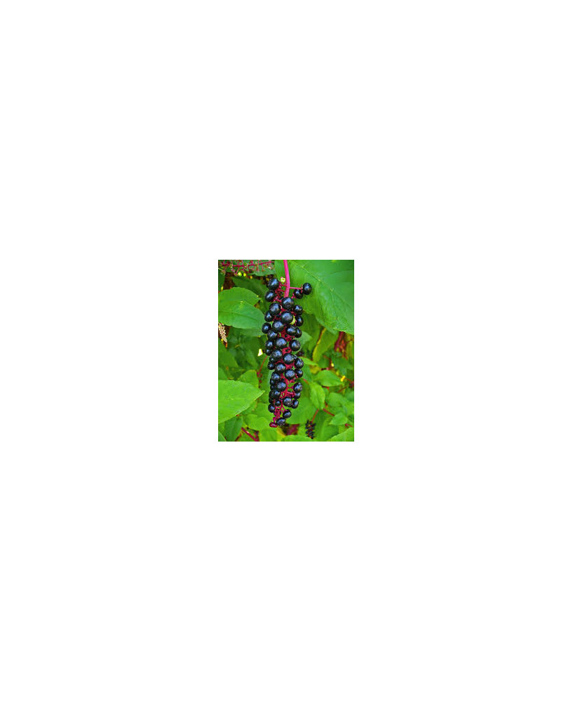 Phytolacca americana
