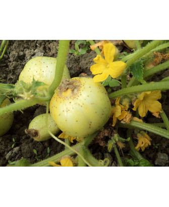 Pepino sabor limón