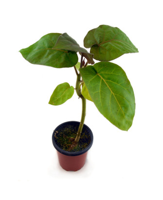 Tomate árbol rojo