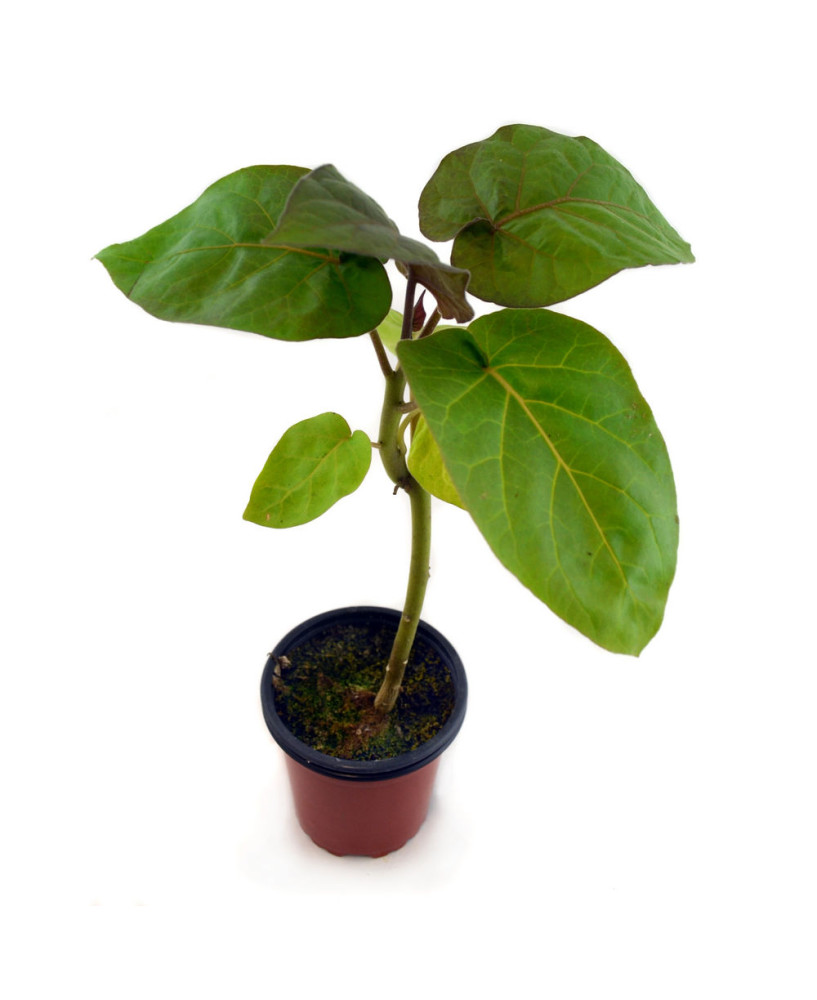 Tomate árbol rojo