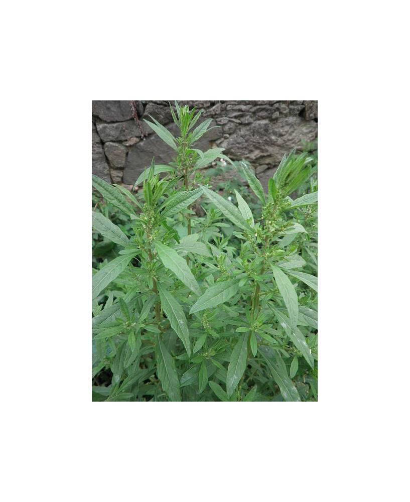 Paico o epazote verde
