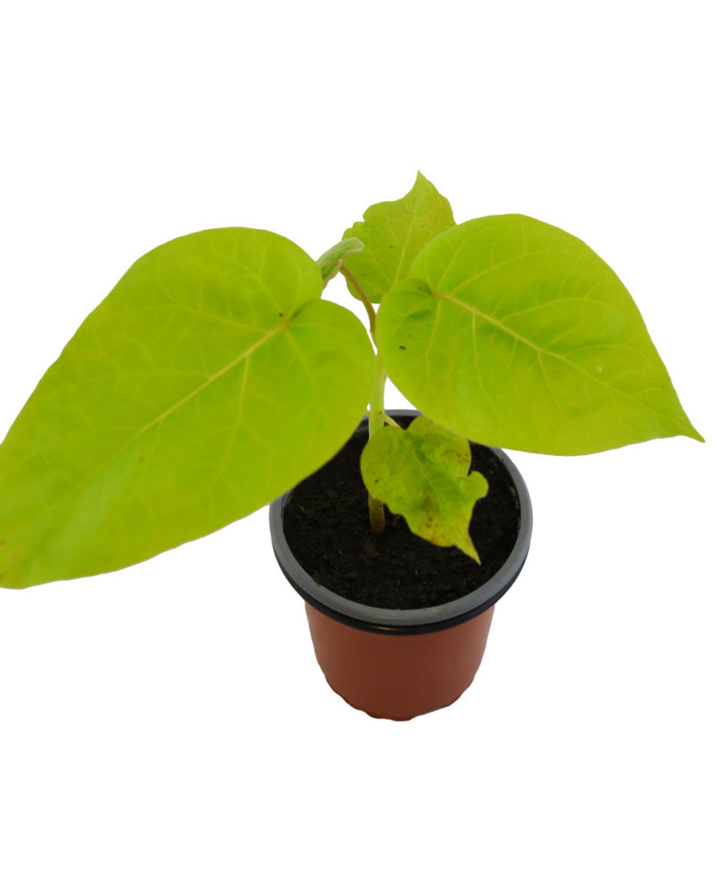 Tomate árbol naranja