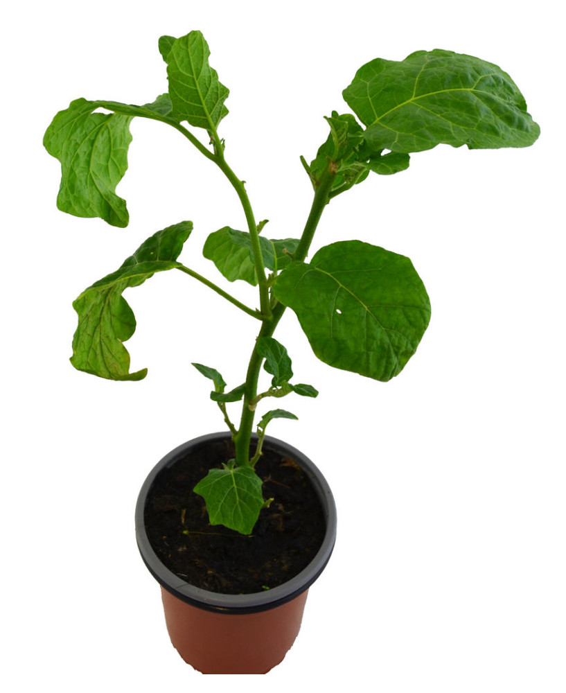 Tomate de los caníbales