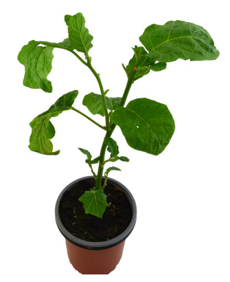 Tomate de los caníbales