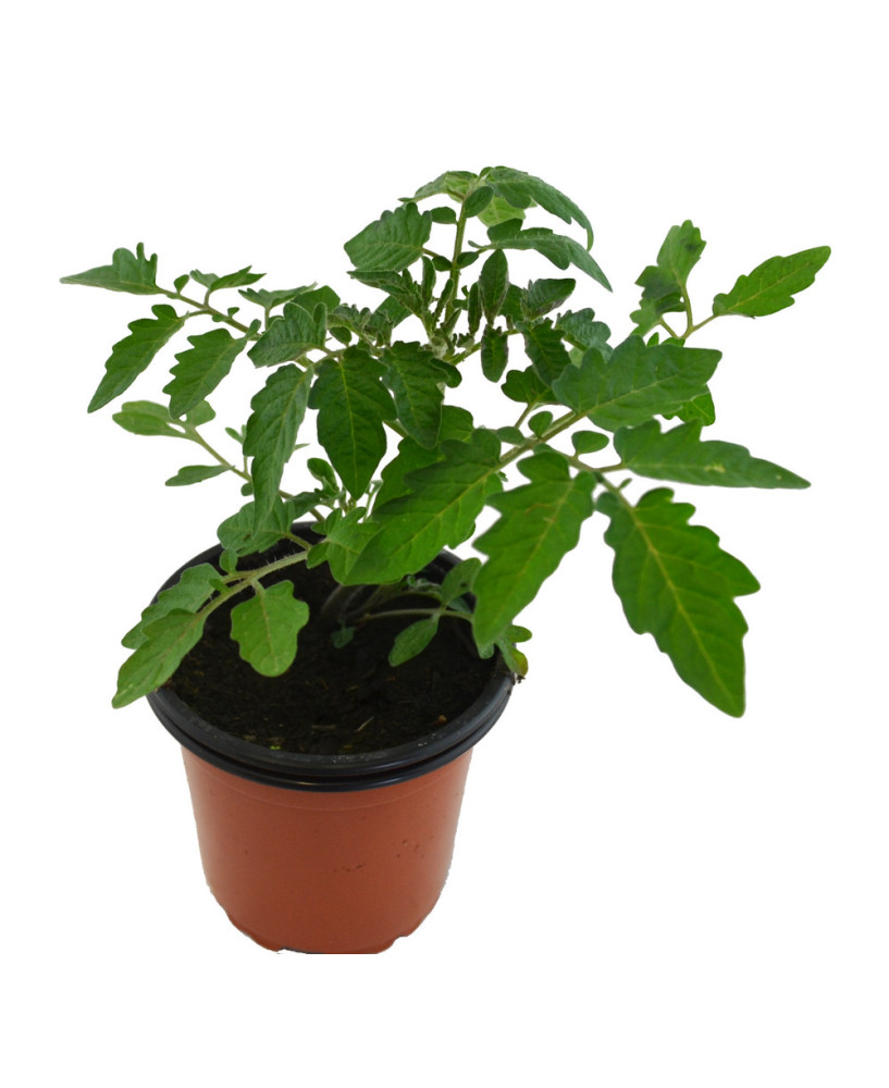 Tomate silvestre cherri de México