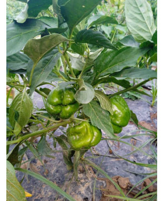 Pimiento dulce Cuadrado d'Asti rojo