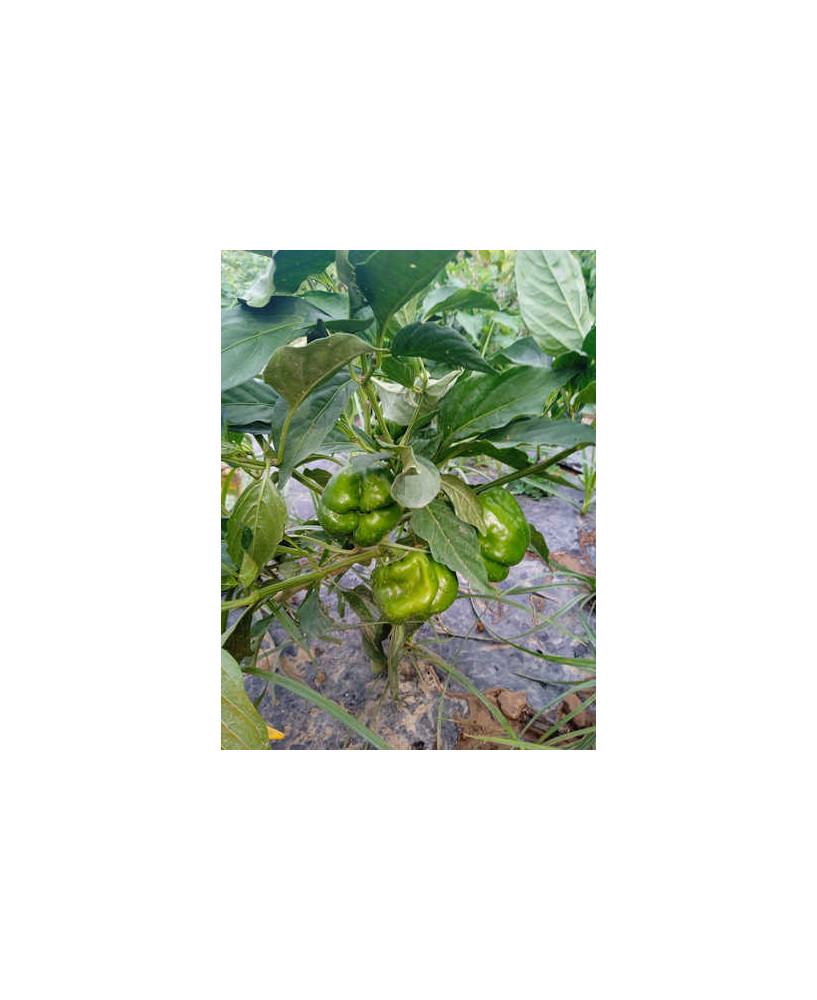 Pimiento dulce Cuadrado d'Asti rojo