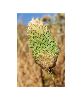 Phalaris brachystachys