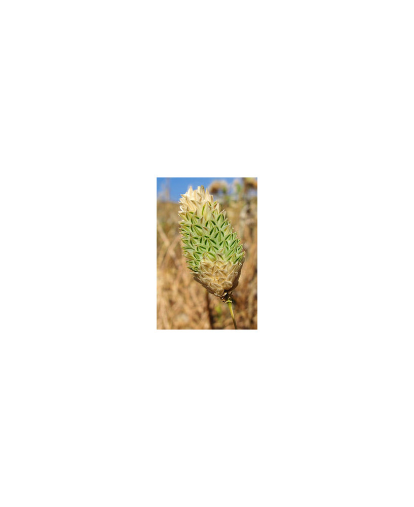 Phalaris brachystachys