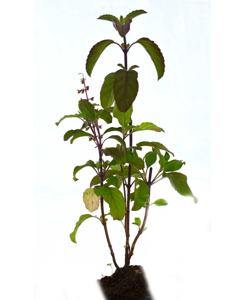 Tulsi