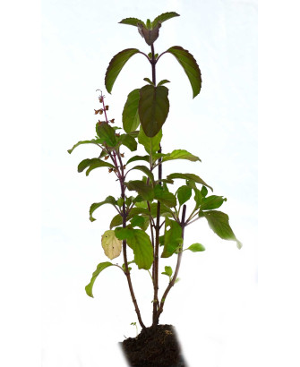 Tulsi