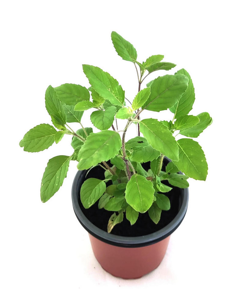 Tulsi verde/morada