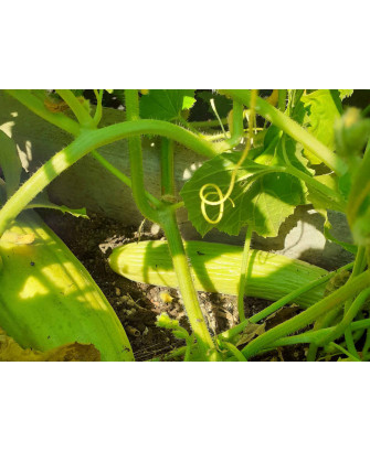Pepino alficoz Armenio