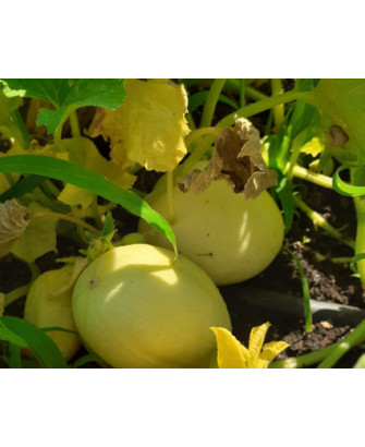Pepino sabor manzana