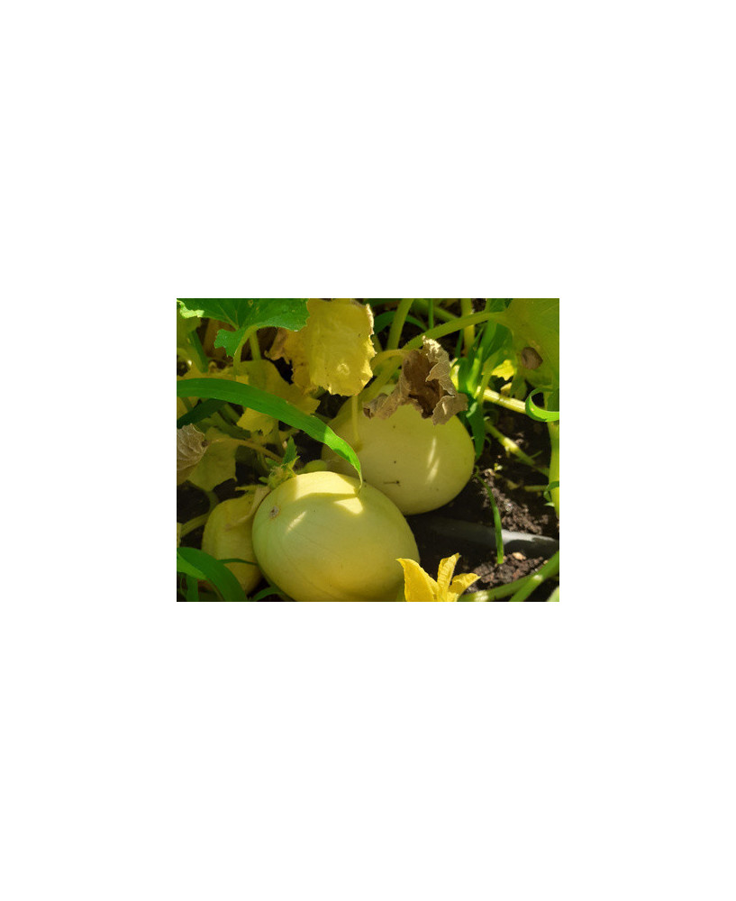 Pepino sabor manzana