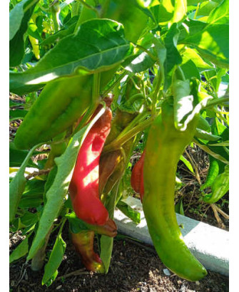 Pimiento Italiano var.Tarragona