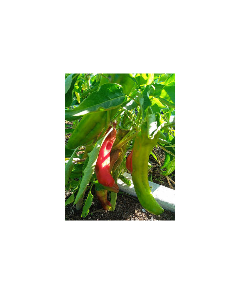 Pimiento Italiano var.Tarragona