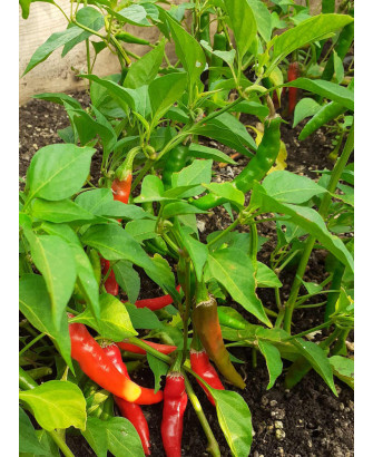 Pimiento picante Cayena