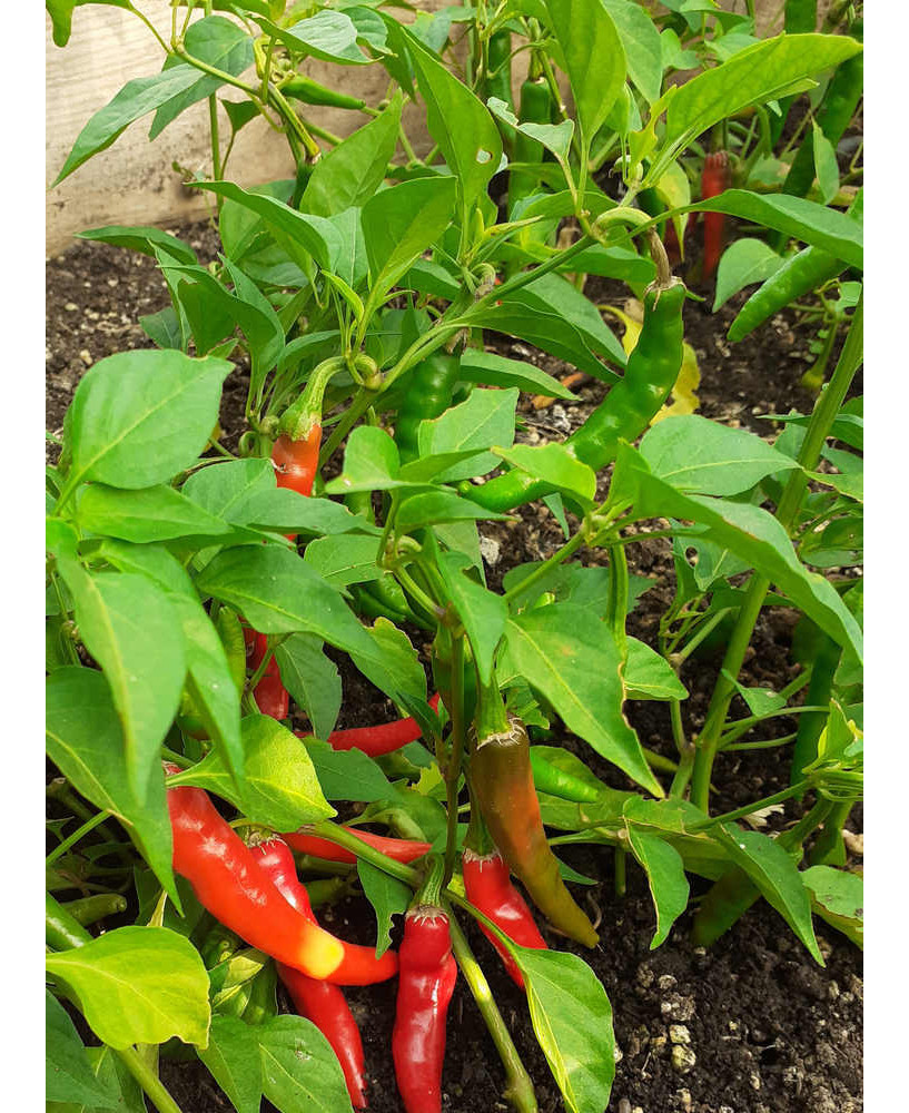 Pimiento picante Cayena