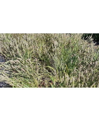 Psyllium / Ispagula