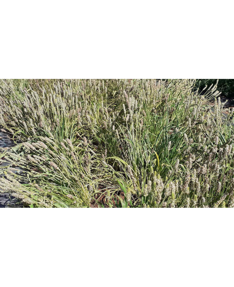 Psyllium / Ispagula