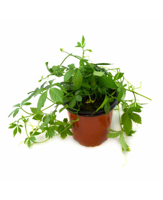 Yiaogulan - Planta longevidad